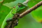 Iguana in the Cloud Forest of Ecuador Art Print